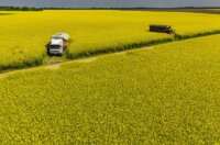 Pogled iz zraka na polja uljane repice kod Osijeka