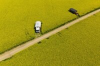 Pogled iz zraka na polja uljane repice kod Osijeka