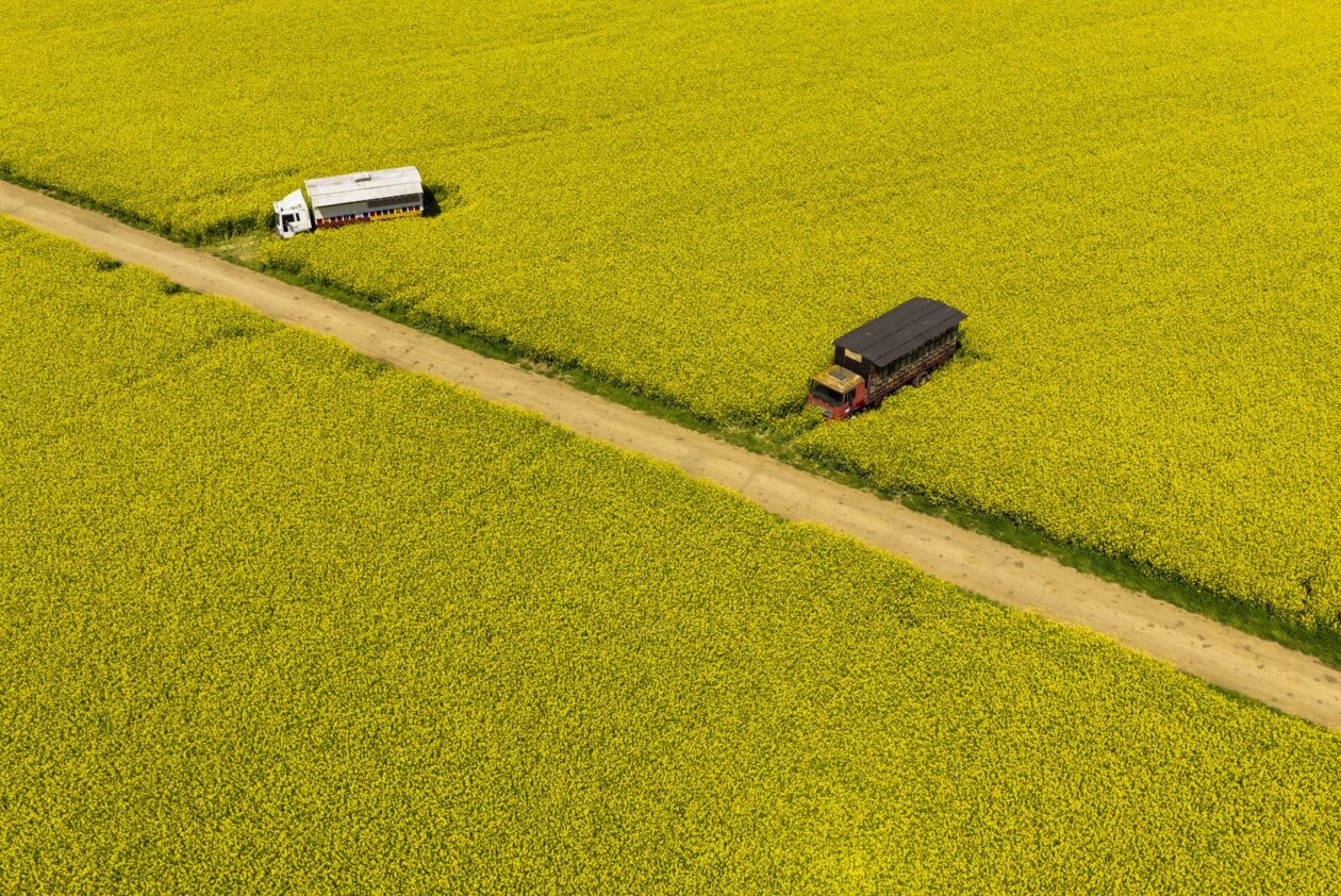 Pogled iz zraka na polja uljane repice kod Osijeka