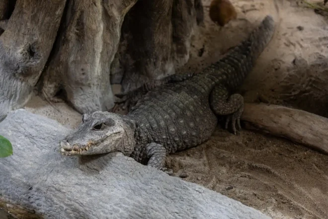 Zmije i gušteri, ZOO vrt Osijek