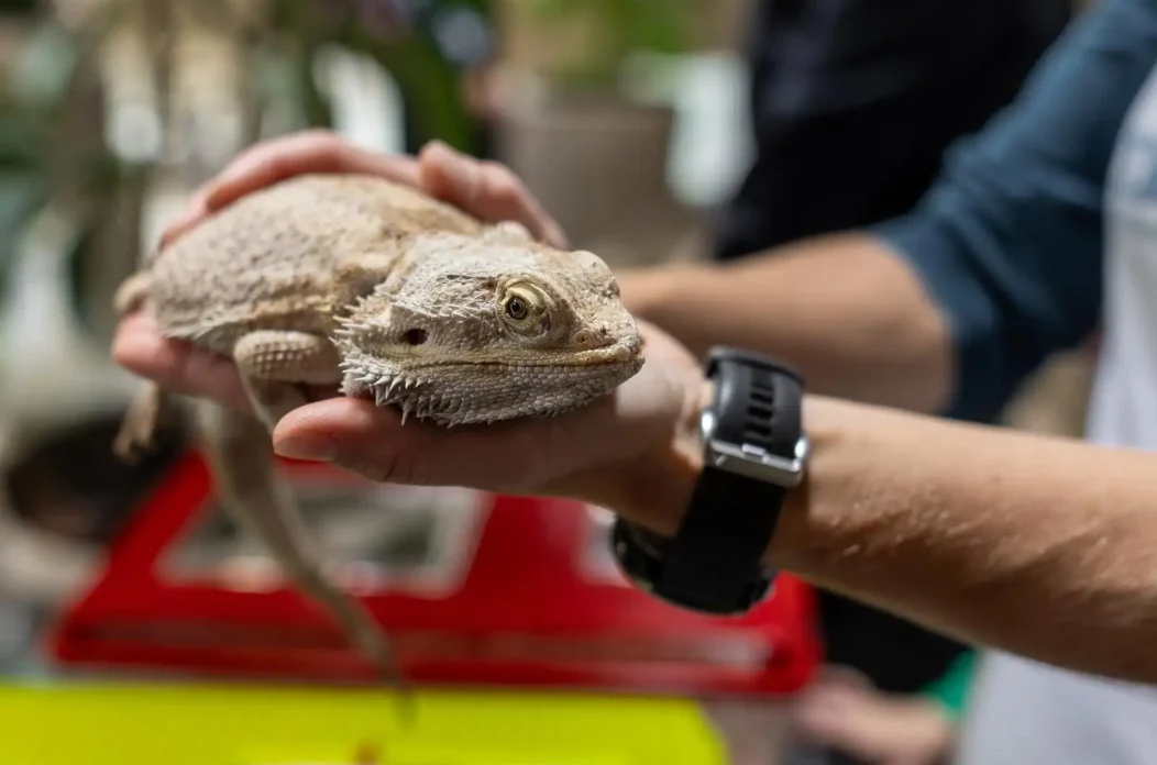 Zmije i gušteri, ZOO vrt Osijek