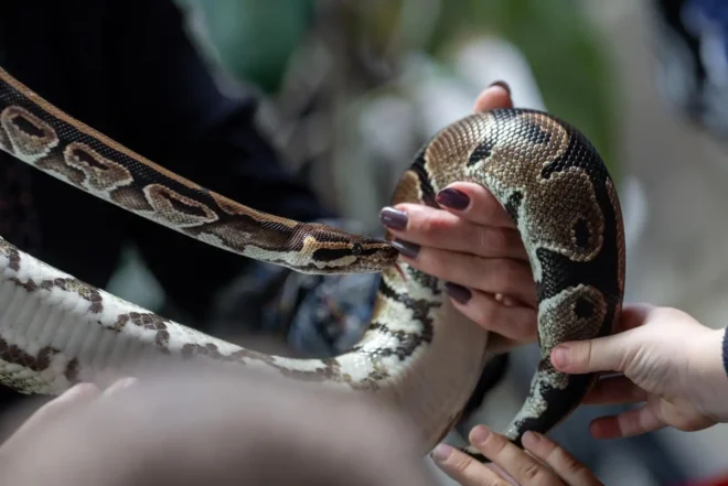 Zmije i gušteri, ZOO vrt Osijek