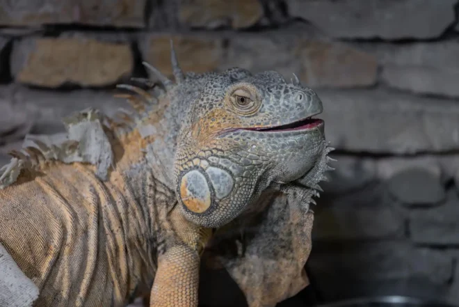 Zmije i gušteri, ZOO vrt Osijek