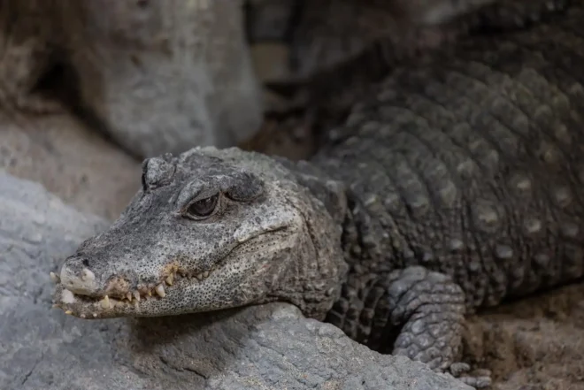 Zmije i gušteri, ZOO vrt Osijek
