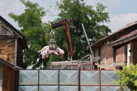 eutanazija svinja svinjska kuga eutanazija svinja svinjska kuga