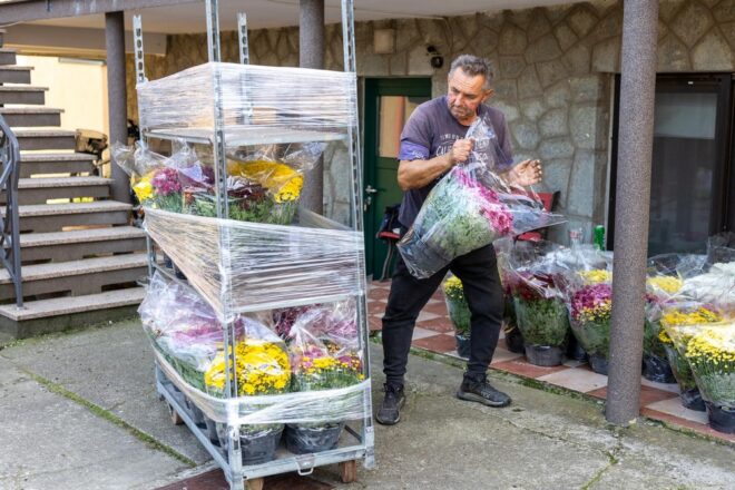Osječanin Damir i njegova obitelj četvrta su generacija koja se bavi uzgojem krizantema