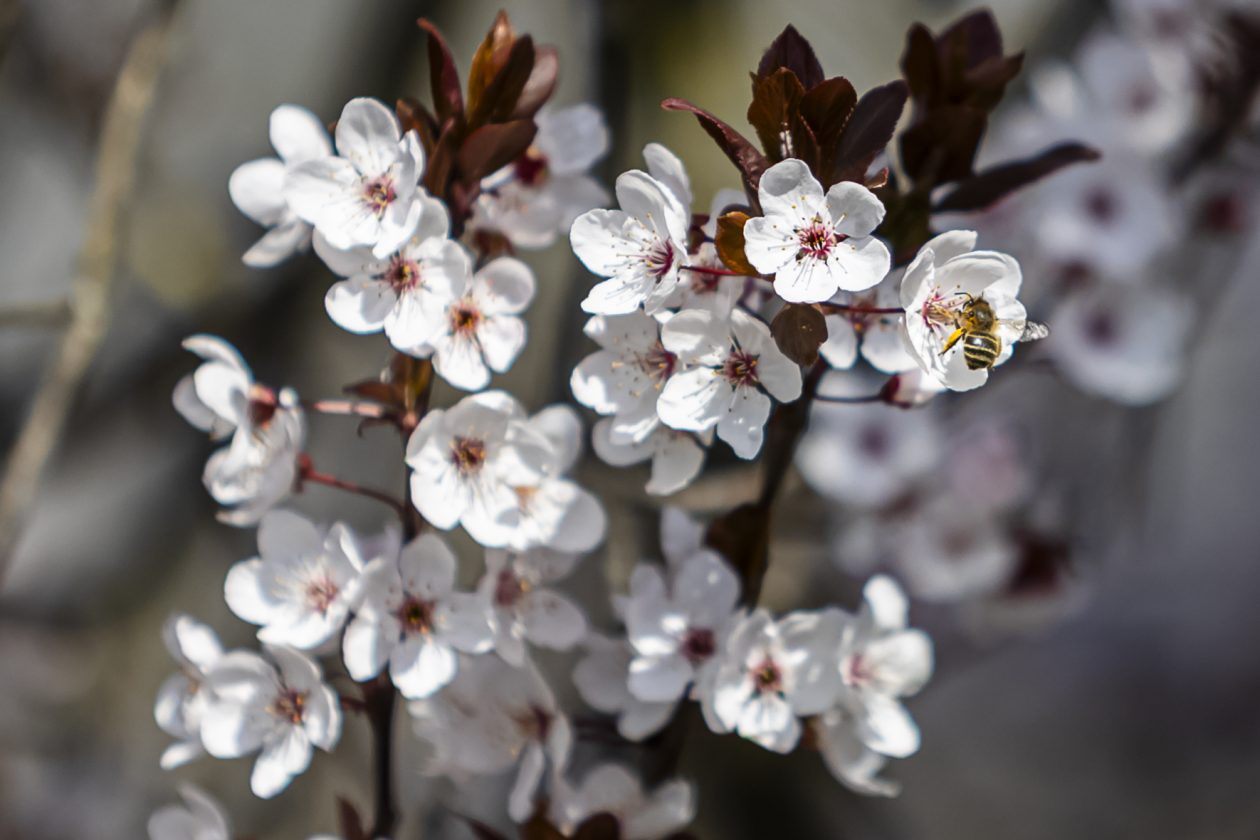 Proljeće u Parku kralja Petra Krešimira IV