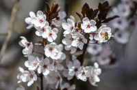 Proljeće u Parku kralja Petra Krešimira IV