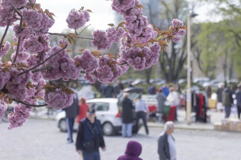 Sajam antikviteta i kerovci_11_04_SiB_HR-36