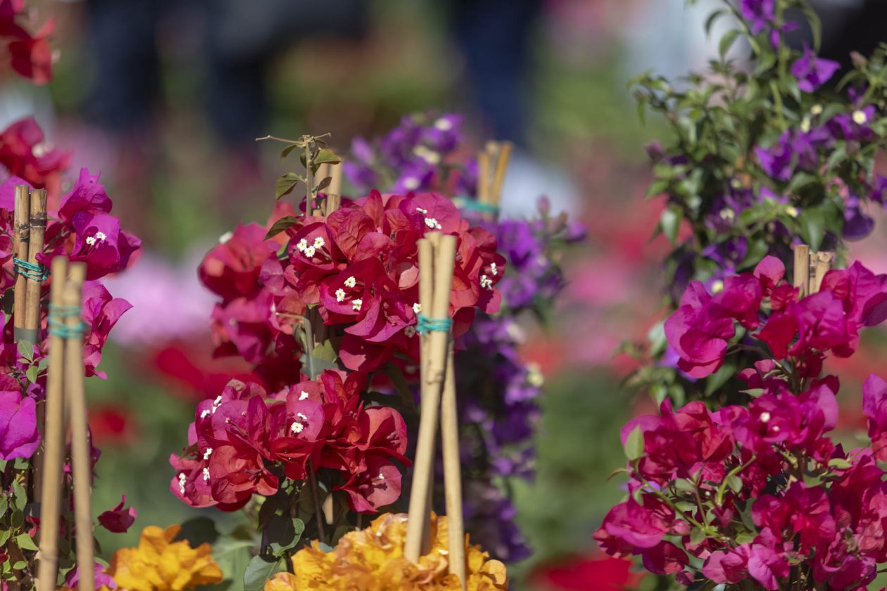 Sajam cvijeća 2026.