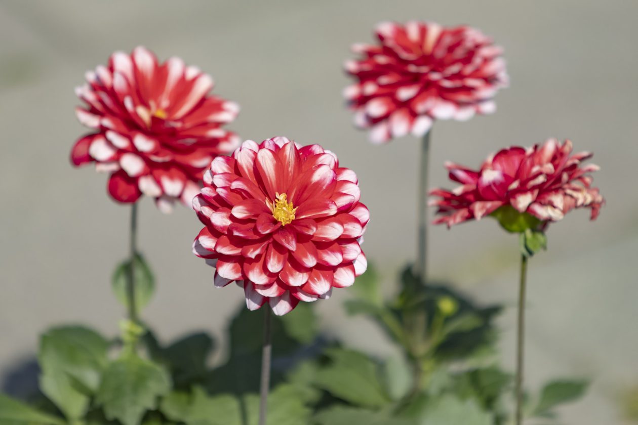 Sajam cvijeća 2026.