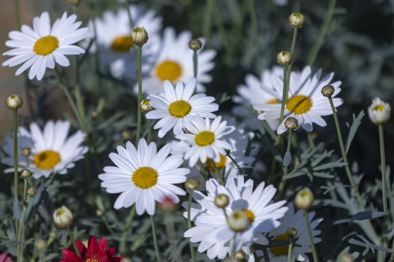 Sajam cvijeća 2026.