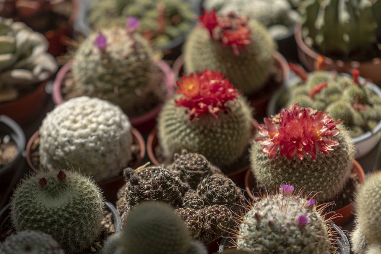 Sajam cvijeća 2026.