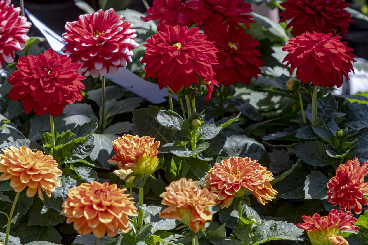 Sajam cvijeća 2026.