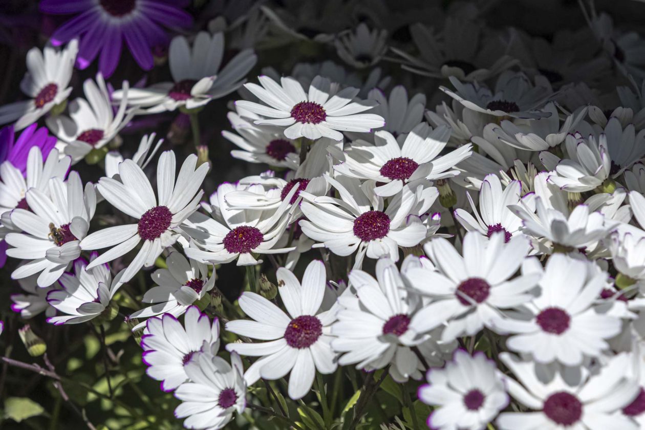 Sajam cvijeća 2026.