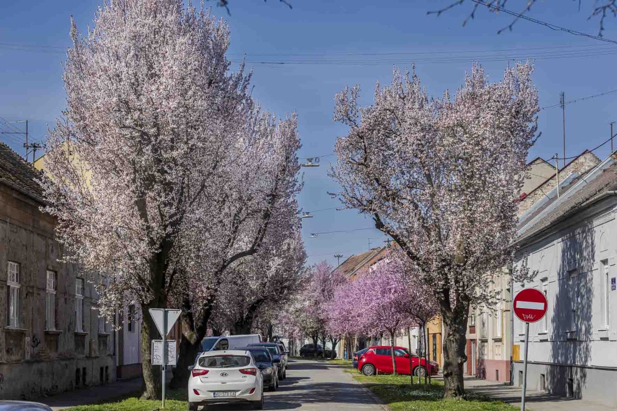 ulica_Ringlova_16_03_2026