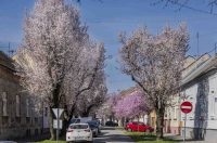 ulica_Ringlova_16_03_2026