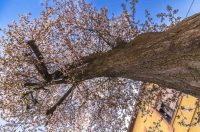 ulica_Ringlova_16_03_2026