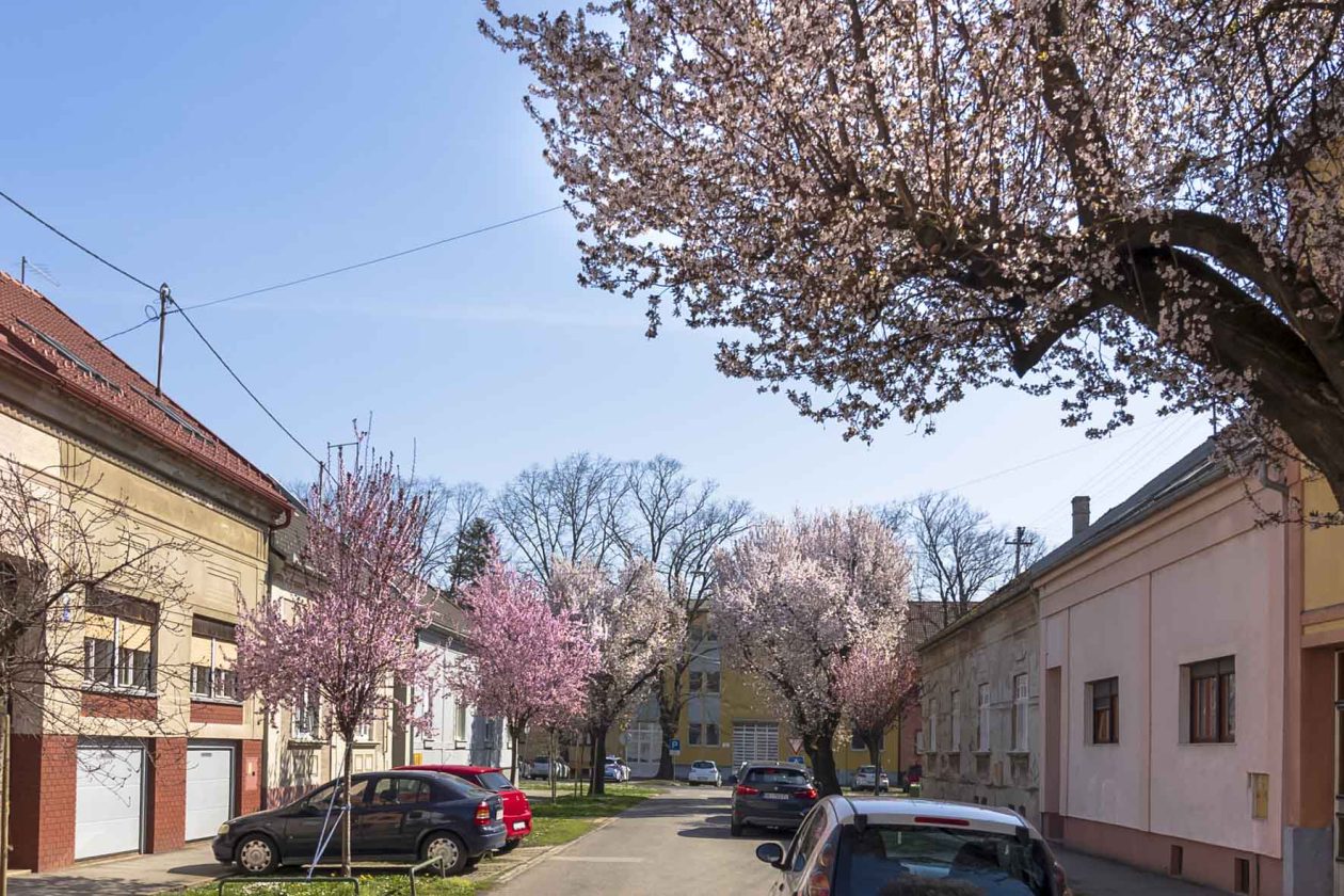 ulica_Ringlova_16_03_2026