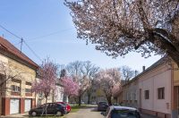 ulica_Ringlova_16_03_2026