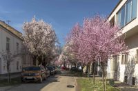 ulica_Ringlova_16_03_2026