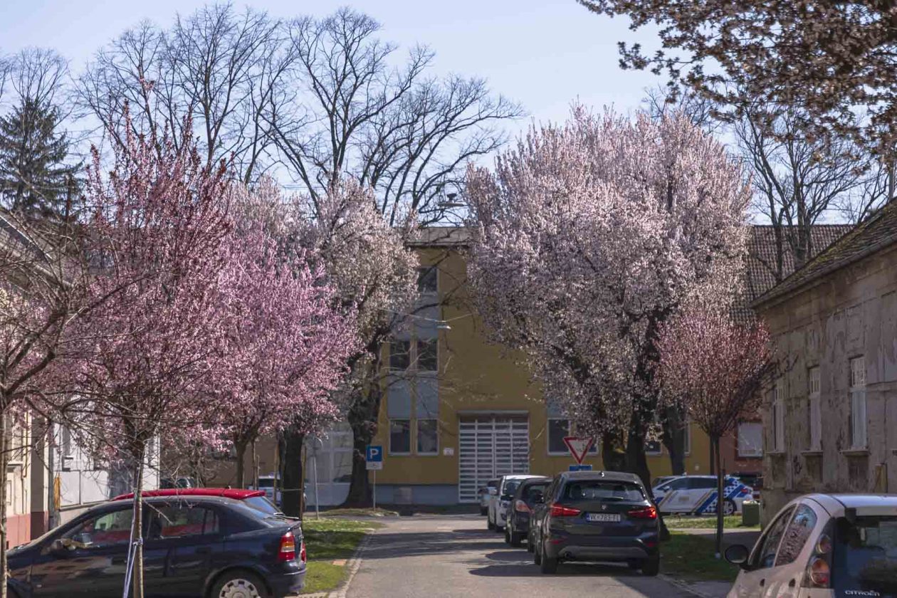 ulica_Ringlova_16_03_2026