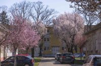 ulica_Ringlova_16_03_2026