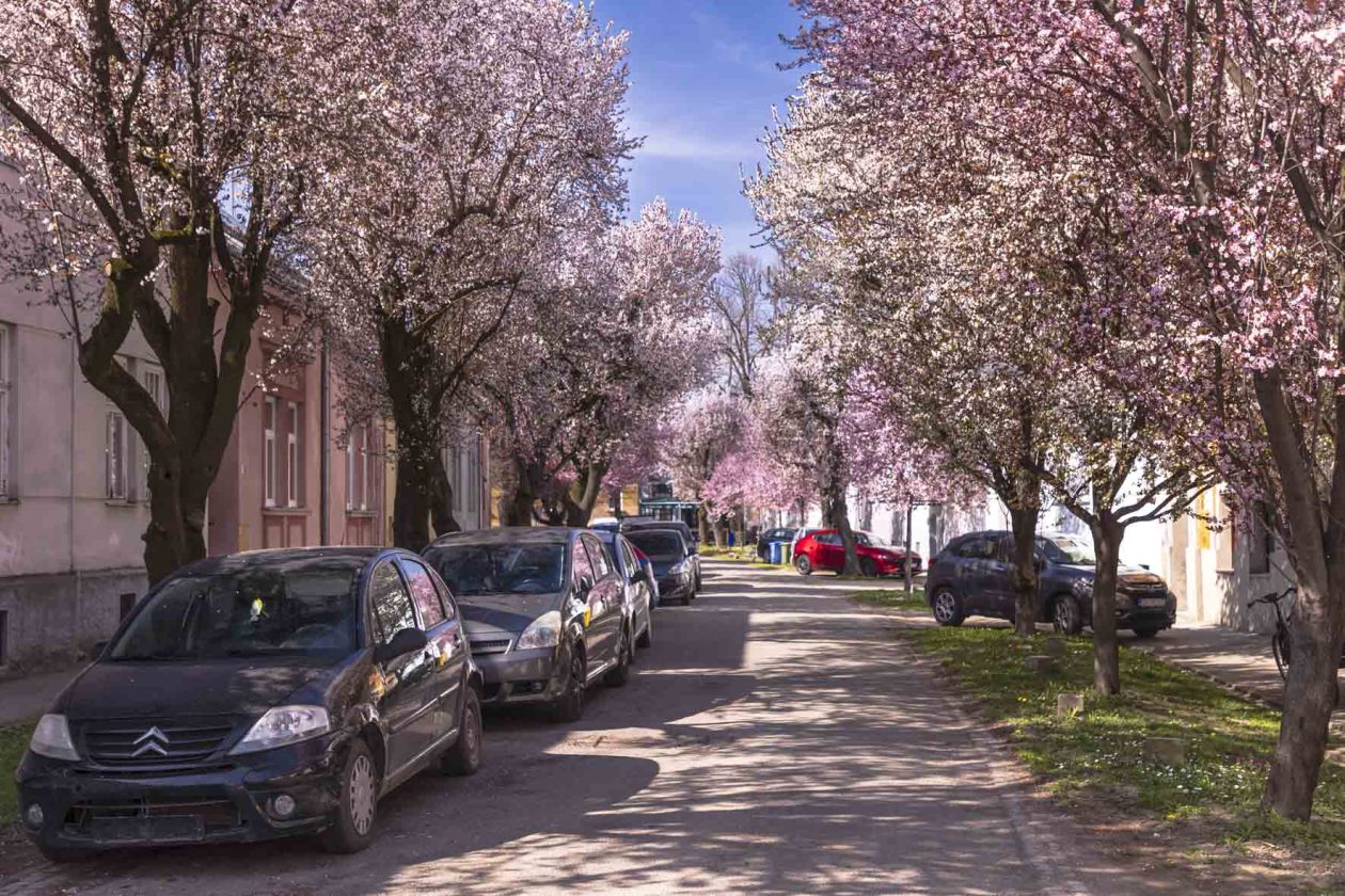 ulica_Ringlova_16_03_2026