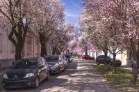 ulica_Ringlova_16_03_2026