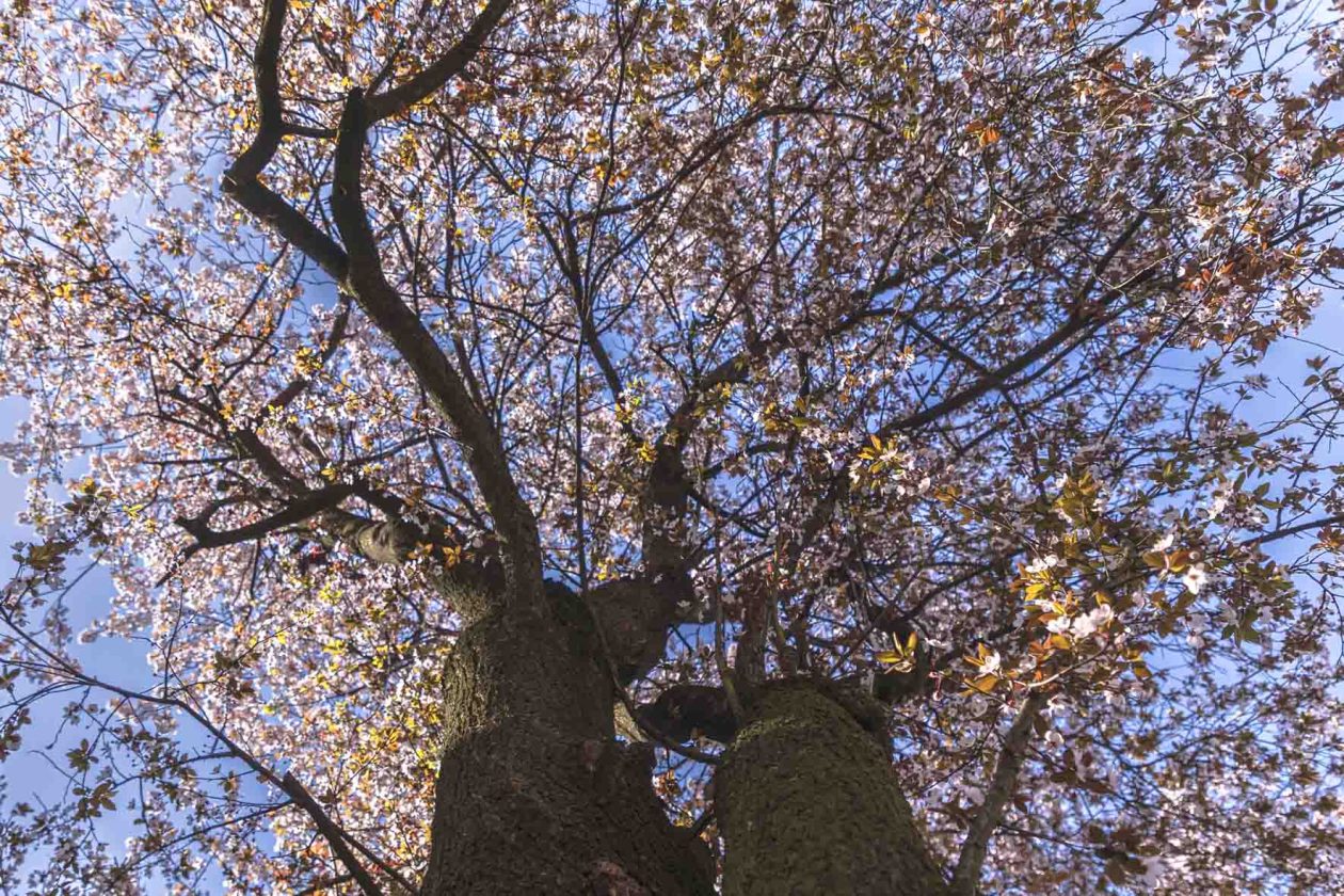 ulica_Ringlova_16_03_2026