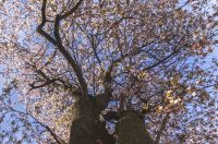 ulica_Ringlova_16_03_2026