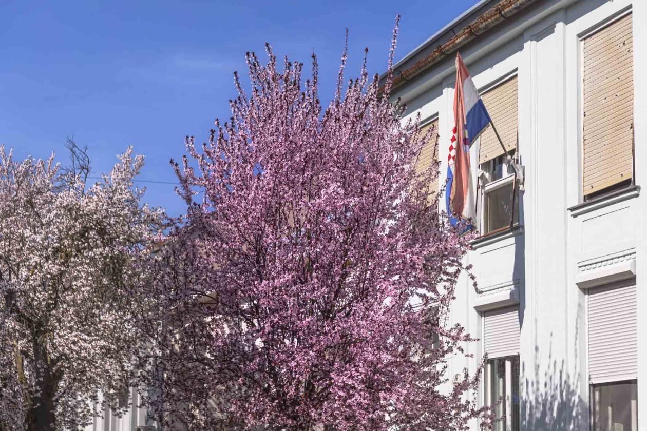 ulica_Ringlova_16_03_2026