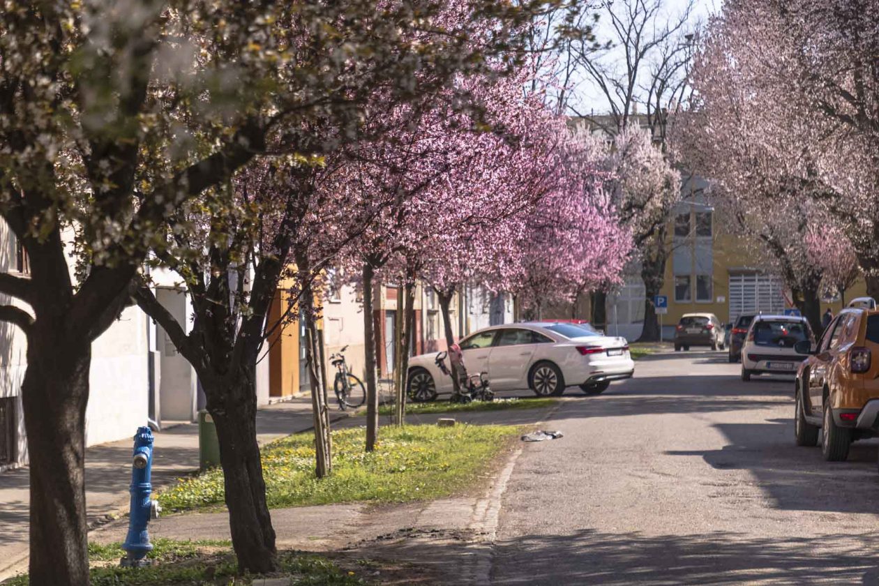 ulica_Ringlova_16_03_2026