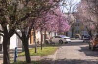 ulica_Ringlova_16_03_2026