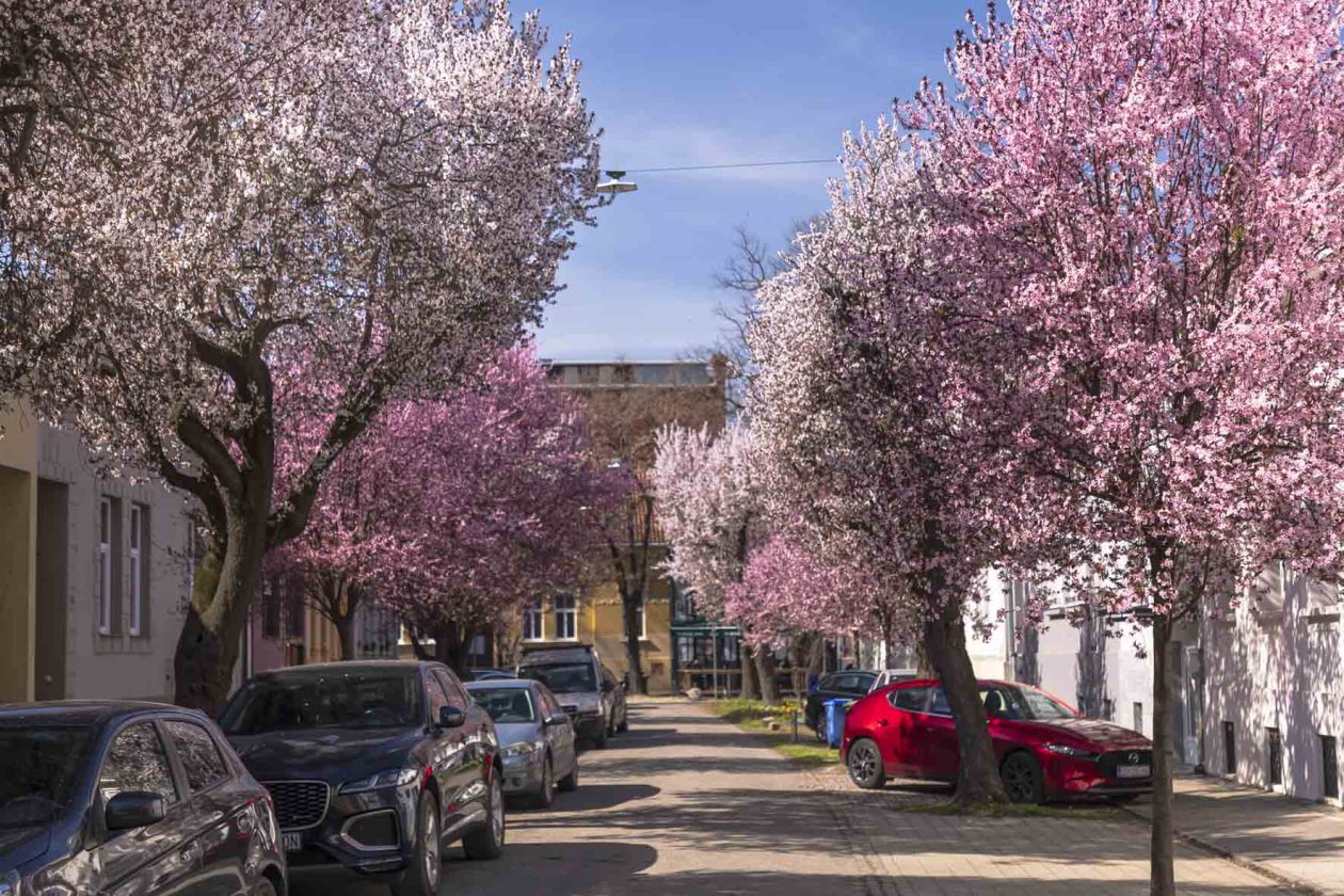 ulica_Ringlova_16_03_2026