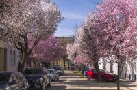 ulica_Ringlova_16_03_2026