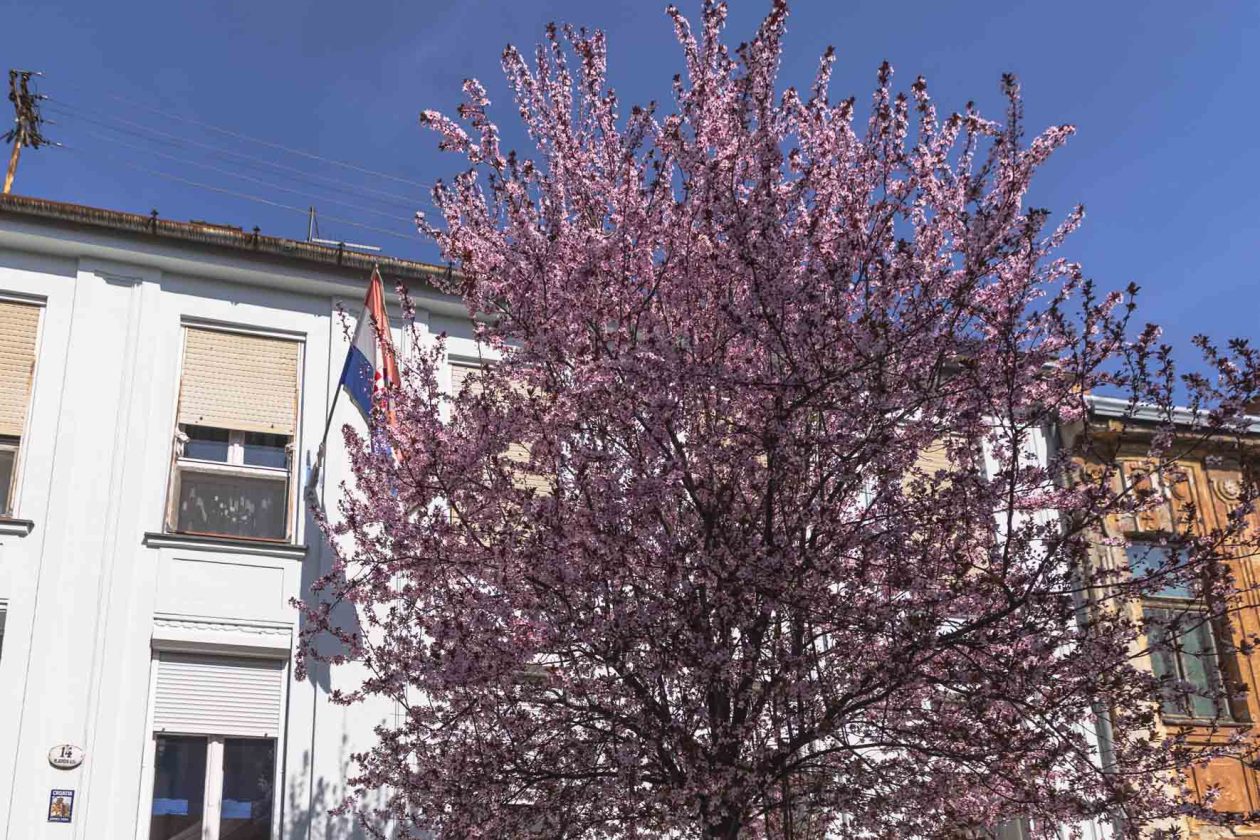 ulica_Ringlova_16_03_2026