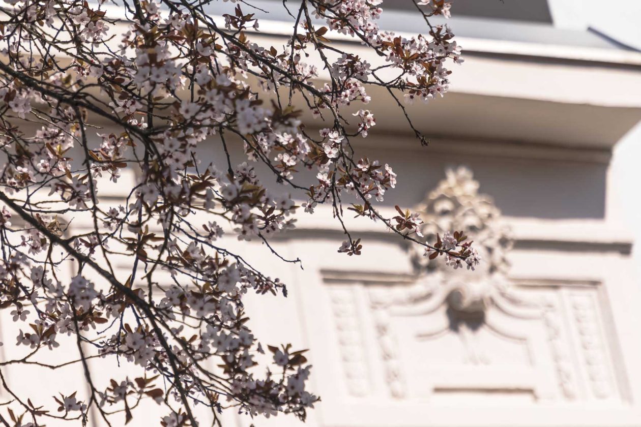 ulica_Ringlova_16_03_2026