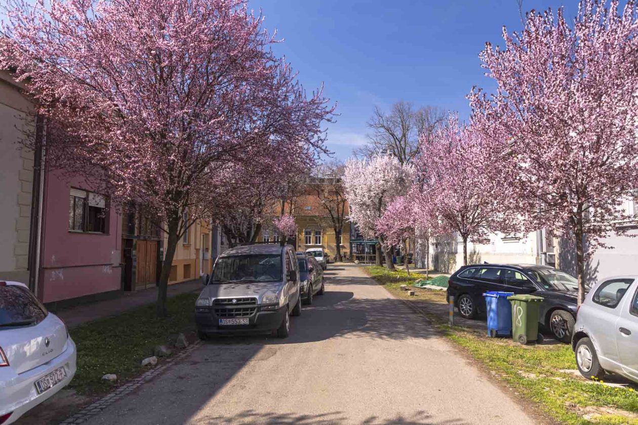 ulica_Ringlova_16_03_2026