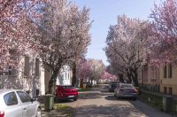 ulica_Ringlova_16_03_2026