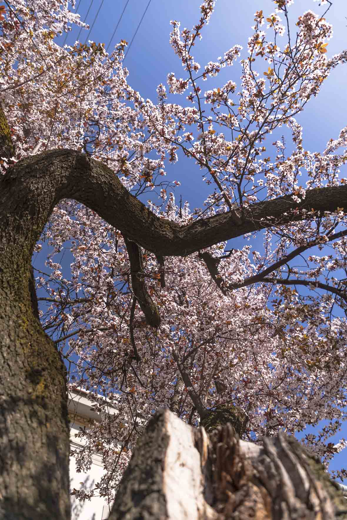 ulica_Ringlova_16_03_2026