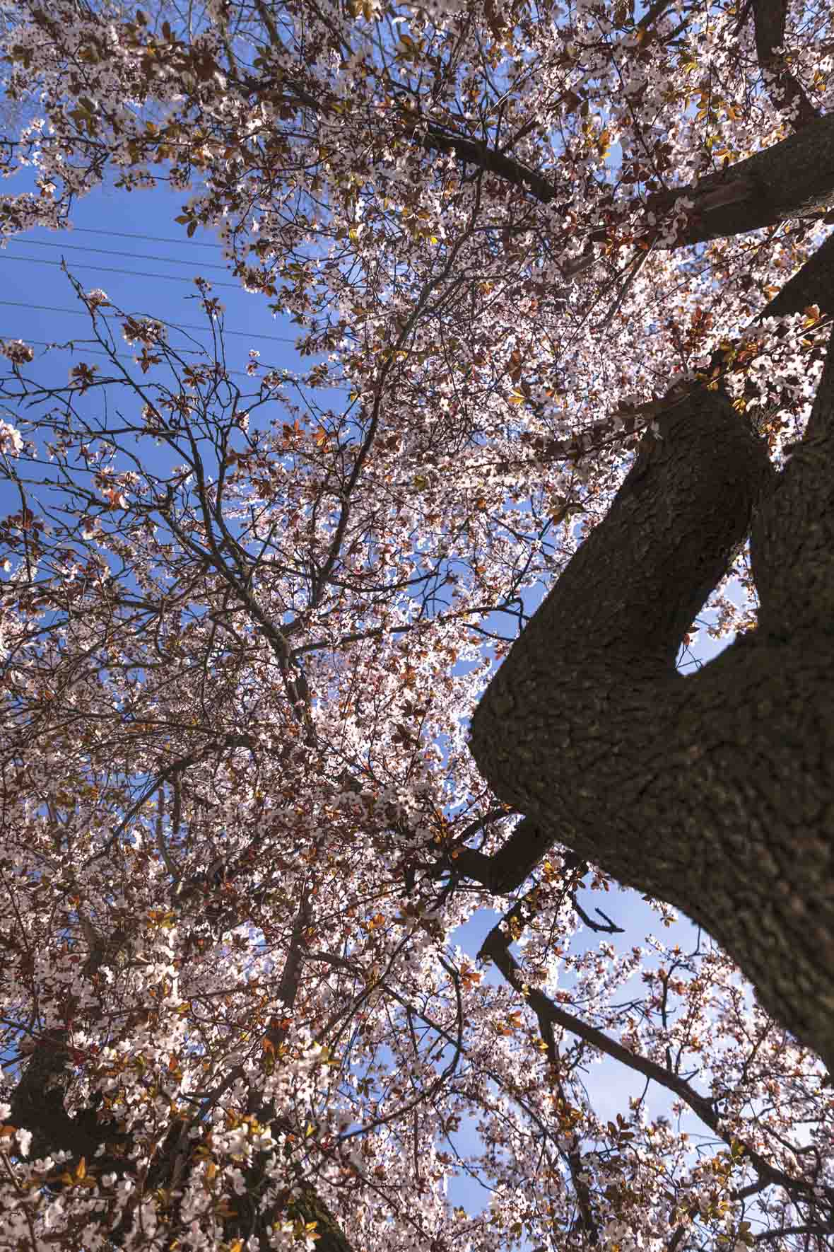 ulica_Ringlova_16_03_2026