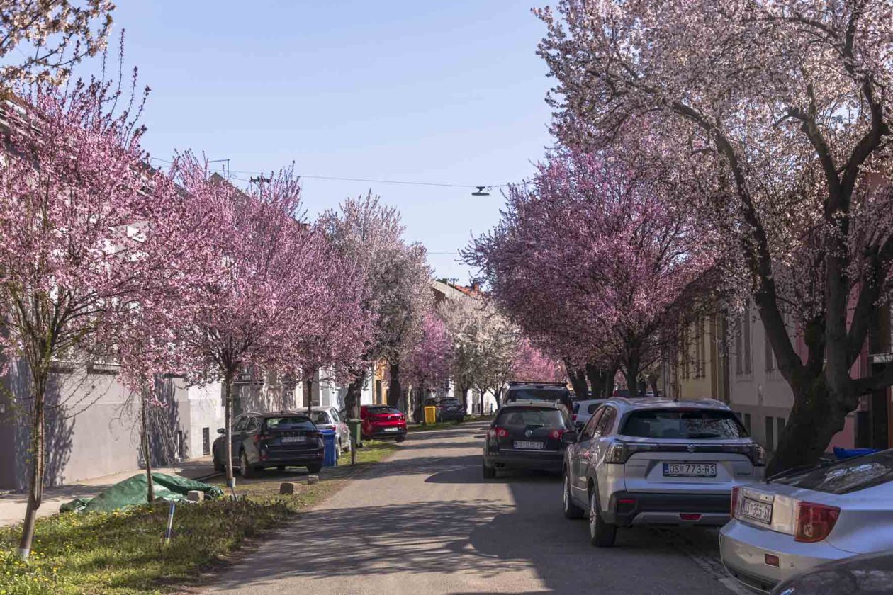 ulica_Ringlova_16_03_2026