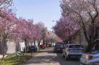 ulica_Ringlova_16_03_2026