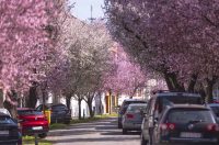 ulica_Ringlova_16_03_2026