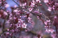 ulica_Ringlova_16_03_2026