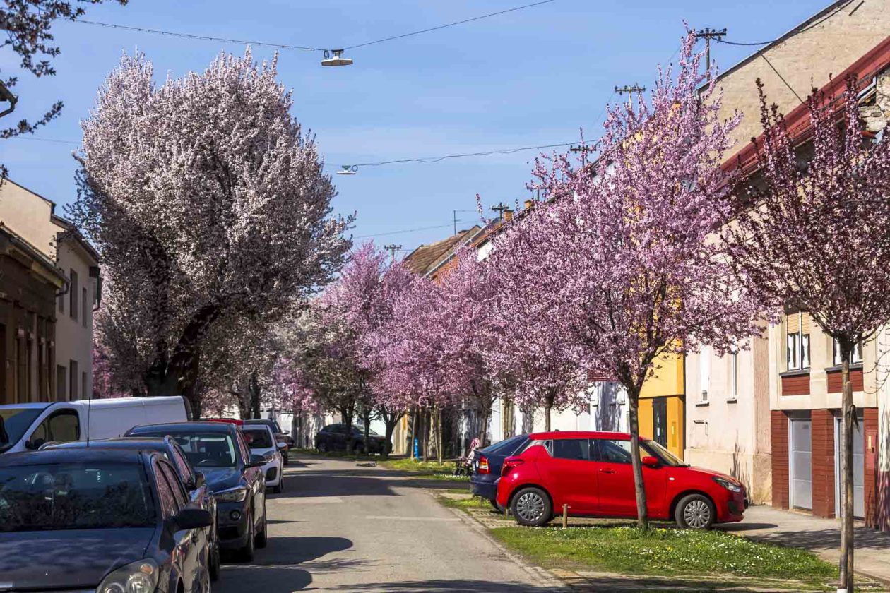 ulica_Ringlova_16_03_2026