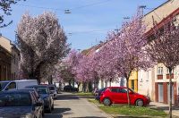 ulica_Ringlova_16_03_2026