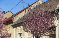 ulica_Ringlova_16_03_2026