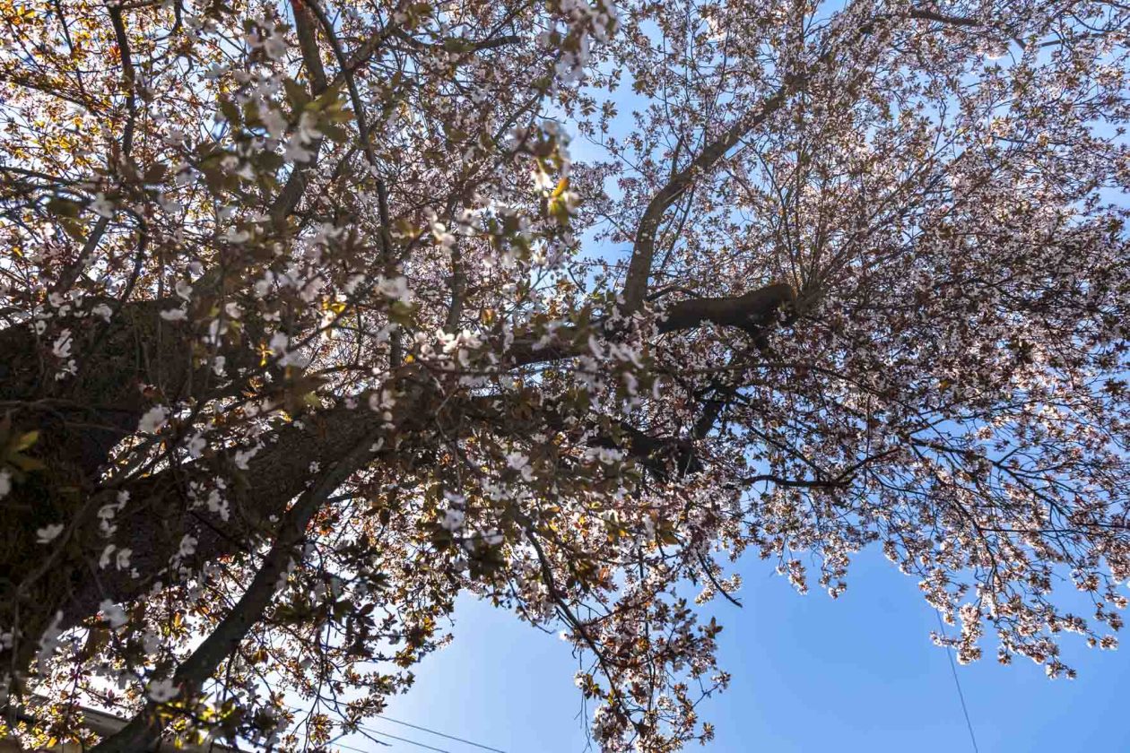 ulica_Ringlova_16_03_2026